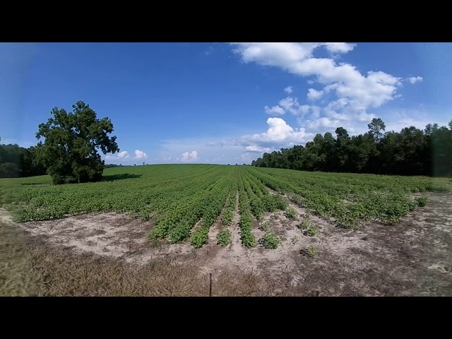 Burke Farms Backyard