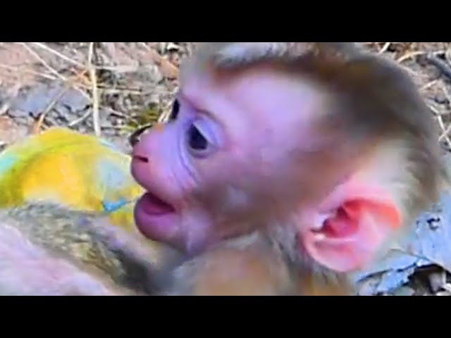 Look baby wild angry mom no give milk, So Lovely baby monkey