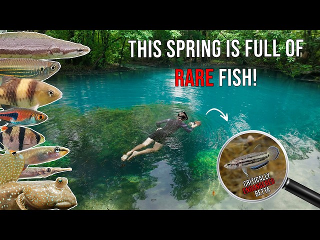 Fish Species Found in Thailand’s Mystical Blue Springs – Bettas & More!