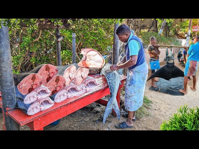 Beautiful Scenes of Cutting  Massive Fish in a Coastal Village