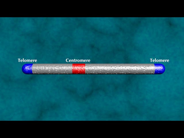 How Evolution Is Scientific Part 2: Accurate Predictions (Second Edition, UHD)