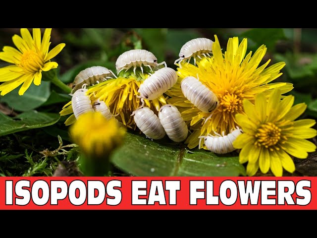 Isopods Grazing On Big  Yellow Flowers In Real Time!! Isopod House Terrarium. 4th Feb 2025