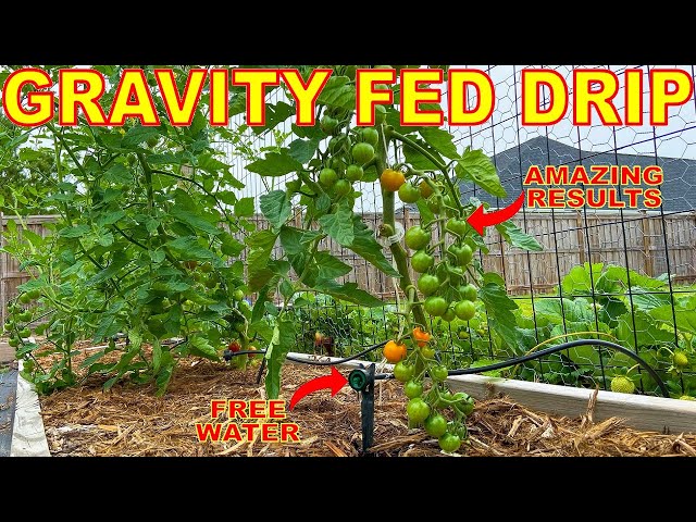 Water And Fertilize Your Garden For FREE With This Gravity Fed Drip Irrigation System!