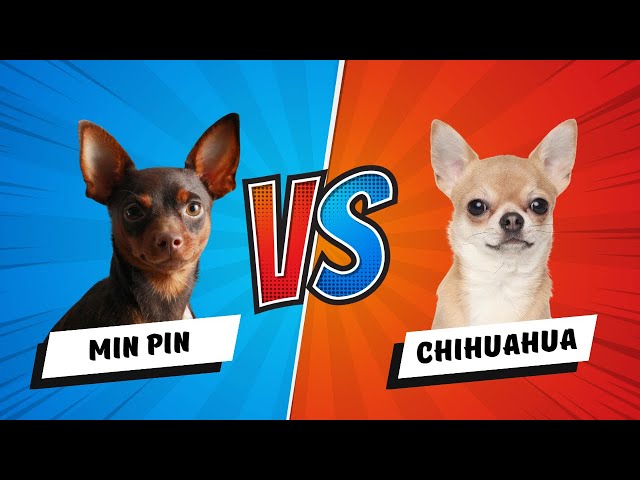 Miniature Pinscher vs Chihuahua: Which is the Better? Dog vs Dog