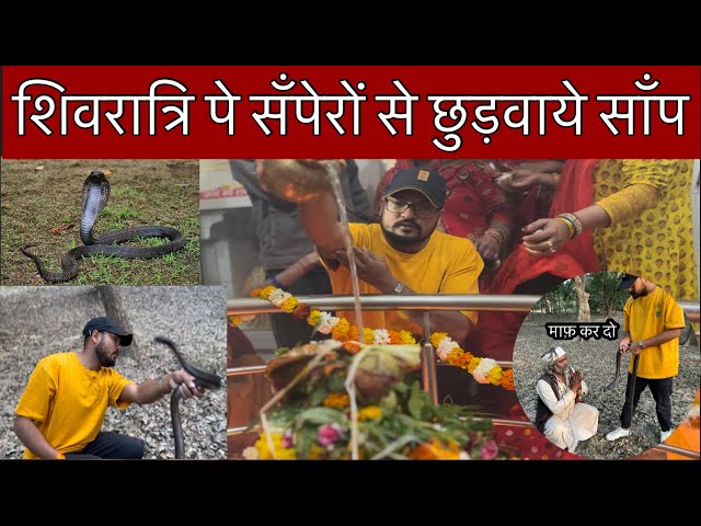 शिवरात्रि पे सपेरो से छुड़वाये साँप। Maha Shivratri Vlog | Maha Shivratri In Lucknow | Snake Rescue