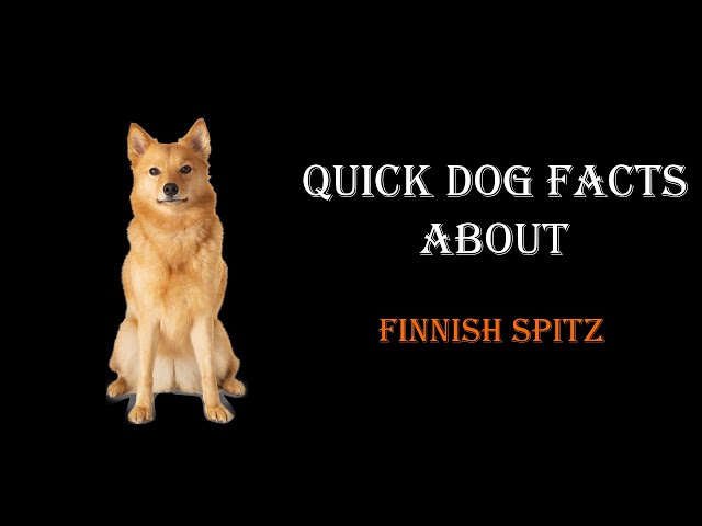 Quick Dog Facts About The Finnish Spitz!