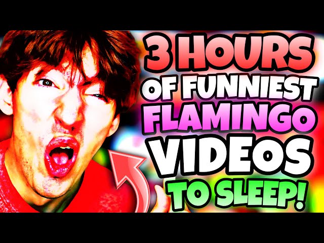 *3 HOURS* OF “FUNNIEST” FLAMINGO VIDEOS TO FALL ASLEEP!