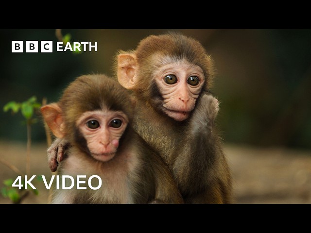 5 Hours of 4K Nature Scenes | BBC Earth