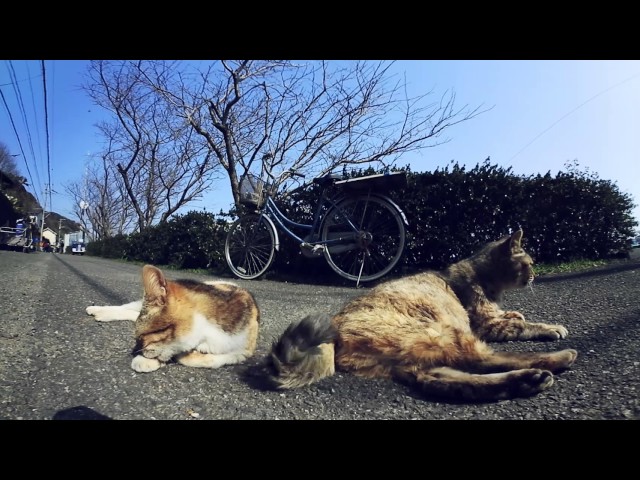 Cats are sleeping in 360 camera