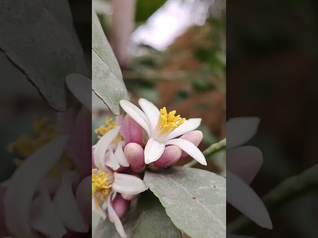 #oppo Reno camera videography ,Lemon Flower#2023,#official Monotosh