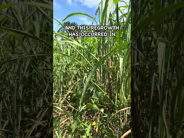 Sorghum Sudan Regrowth  #covercrop #buckwheat #soilhealth #sorghum #covercrops