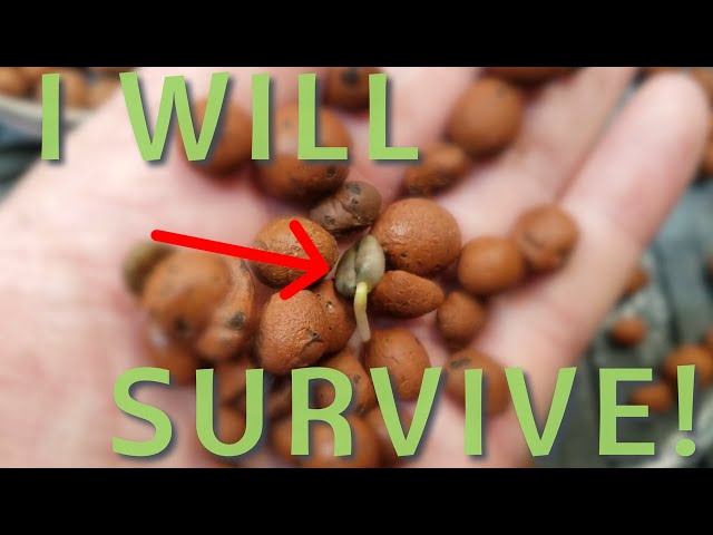 Germinating Green Coffee Beans: Trials 2... 3... more?? | Coffea arabica #2