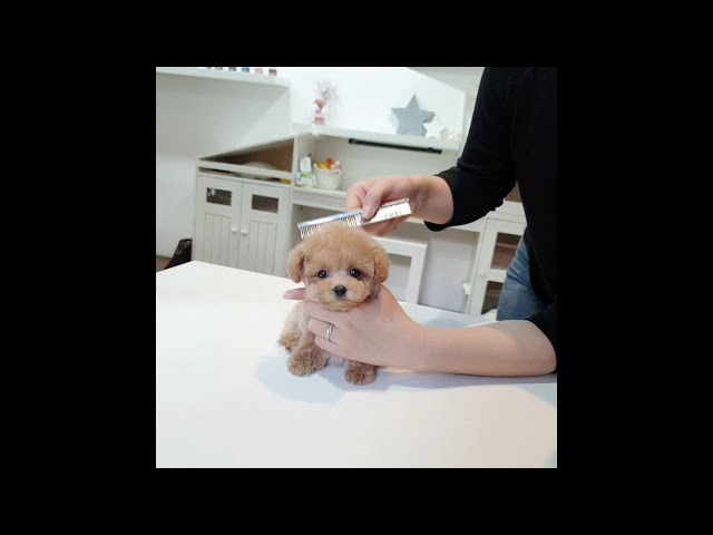 Small size Cute Poodle - Teacup puppies KimsKennelUS