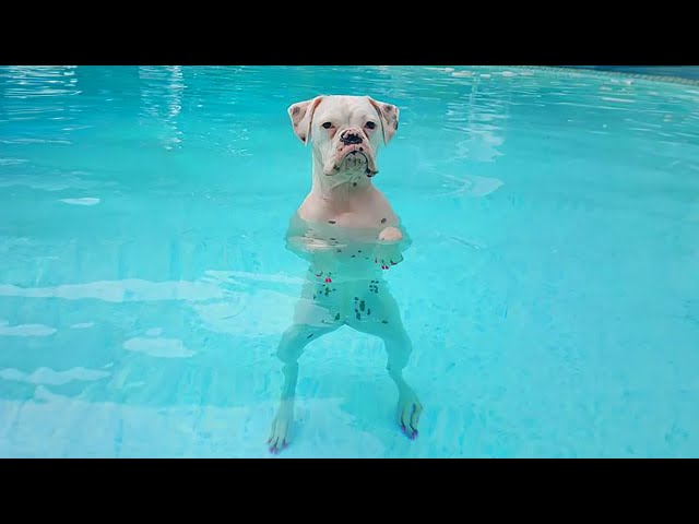 Boxers Are The Weirdest Yet Most Adorable Dogs Ever!   Funny dog videos 2024