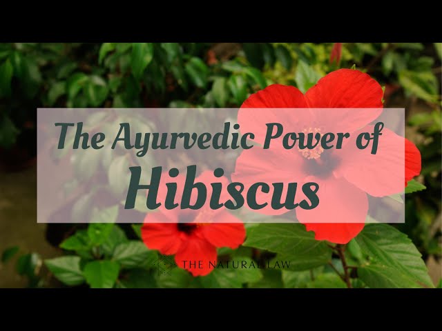 The Hibiscus: Why This Exotic Flower Is One Of Ayurveda’s Most Revered Healing Plants