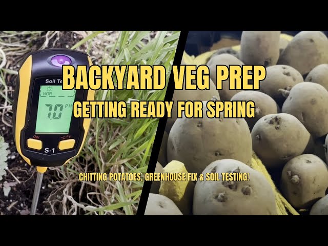 Backyard Veg Prep! Chitting Potatoes, Greenhouse Fix & Soil Testing!