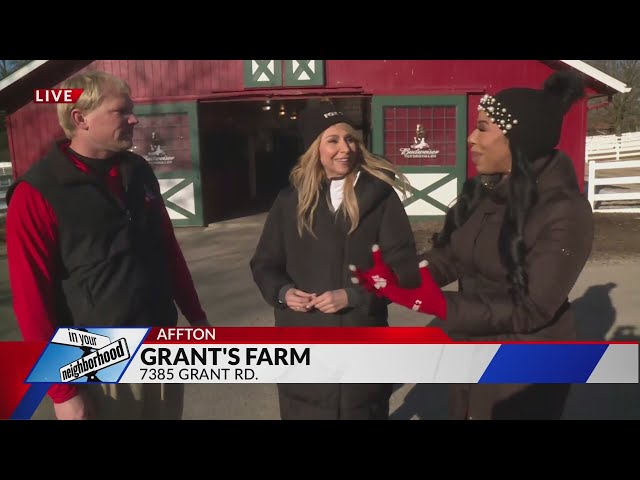 Hanging with Clydesdales at Grant's Farm