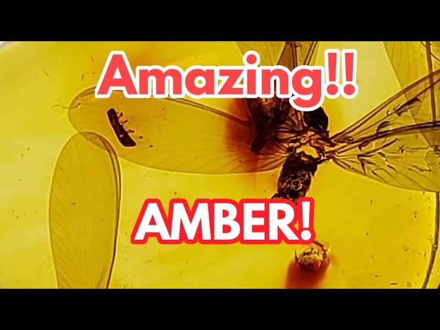 Must See! Amber Loaded with Bugs!