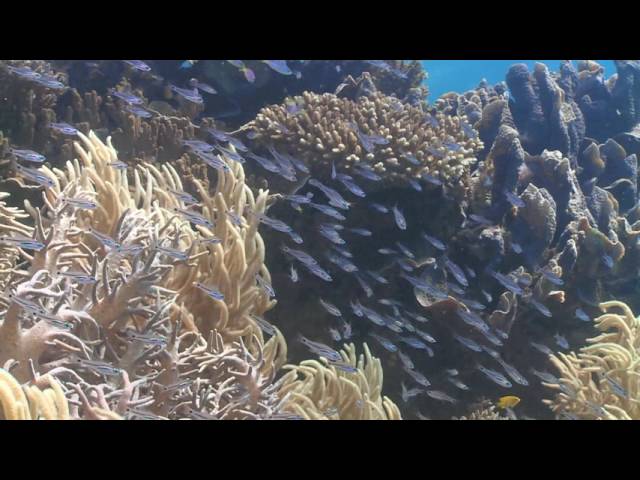 Great Barrier Reef Today - 27 May 2016