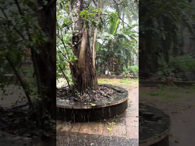 Monsoon showers in Kerala! Relaxing Rain Sounds! #godsowncountry #monsoons