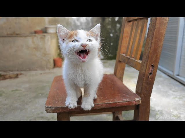 The tiny kitten was a little nervous when she arrived at her new home. She kept meowing at me.