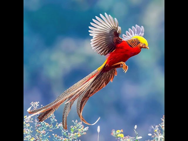 Golden pheasant #bird #animals #kids #storytime #english #shorts #colorful #fly #beautiful #forest