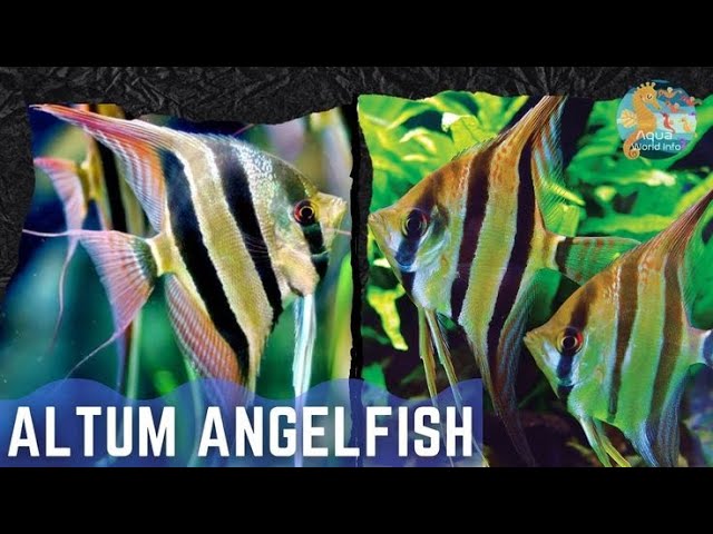 Altum Angelfish Care Guide: How to Keep Altum Angels in Your Aquarium