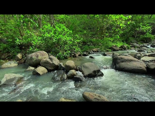 🌲 Calming Stream Water Sounds | Gentle Nature Ambience for Sleep, Relaxation, and Focus 🌊