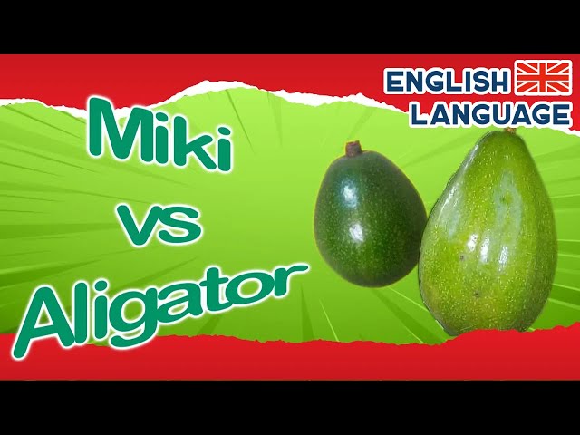 2 Most Popular Avocado Varieties in Indonesia - MIKI & ALIGATOR