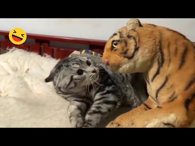 New Funny Animals 🐧 - Try not to laugh CATS And DOGS Video Compilation 😺🐶