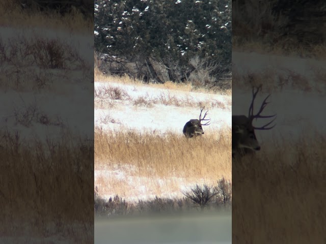 Stud buck #outdoors #nature #bigbucks #mountains #hunting #muledeer