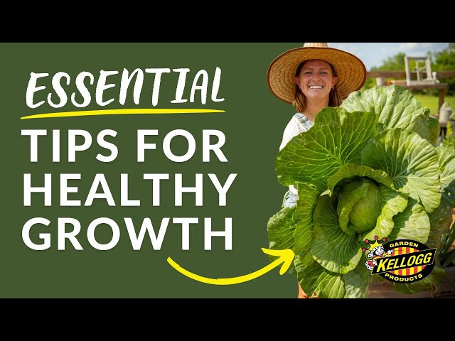 Feeding Your Plants: Essential Tips for Healthy Growth