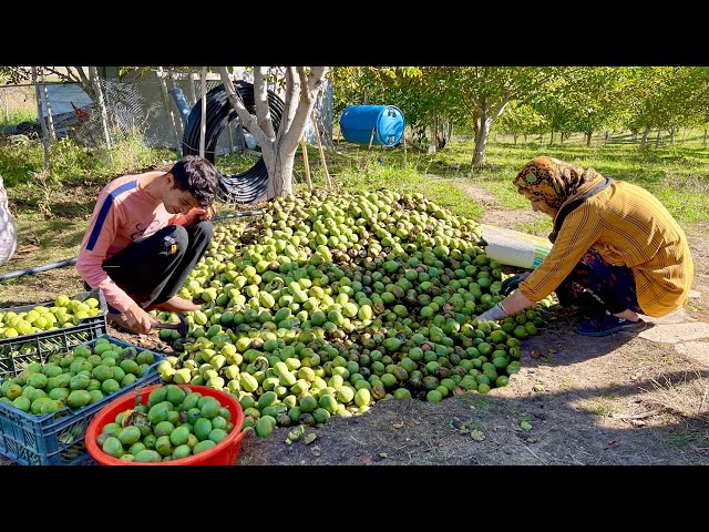 We picked Walnuts One by One ! Heartwarming Family Effort by Sodabeh’s family 🌳