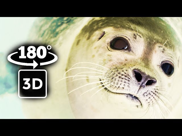 INSIDE A AQUARIUM WITH HARBOUR SEAL ,MANATEE AND OTTER