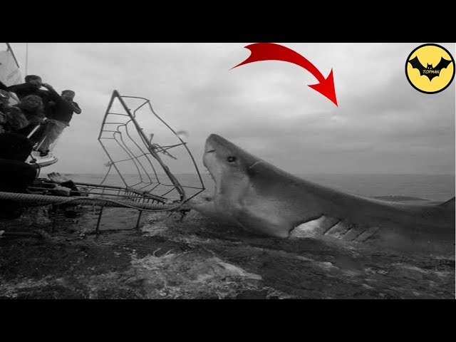 Megalodon Shark in 1933. The Best Sighting of All Time.