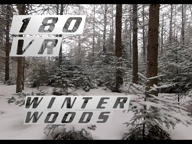 3D 180 VR Winter Woods - Master of None