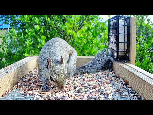 Squirrel Lovers Up-Close 4K