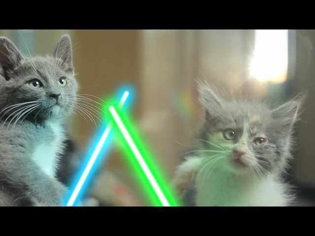 Jedi Kittens