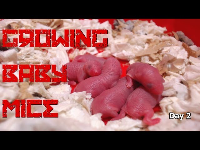 25 days of baby mice