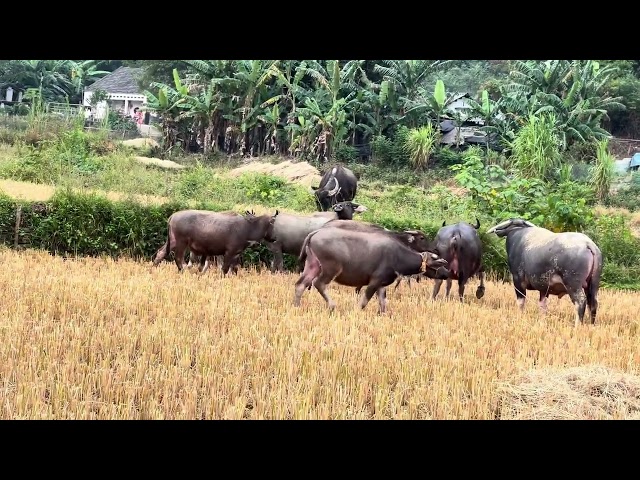 Buy buffalo to raise in the countryside to sell like My Farm Dao.ep7 .Farm Family channel