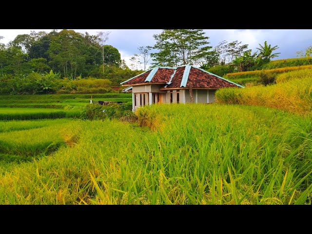 Surganya Air Di Desa, Rumah Baru Tengah Sawah Yang Indah,Rumahku adalah Surgaku, Pedesaan Jawa Barat