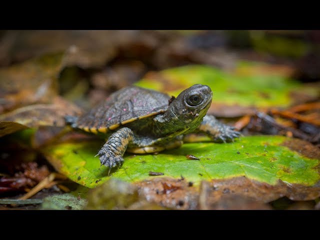 A Home for Turtles