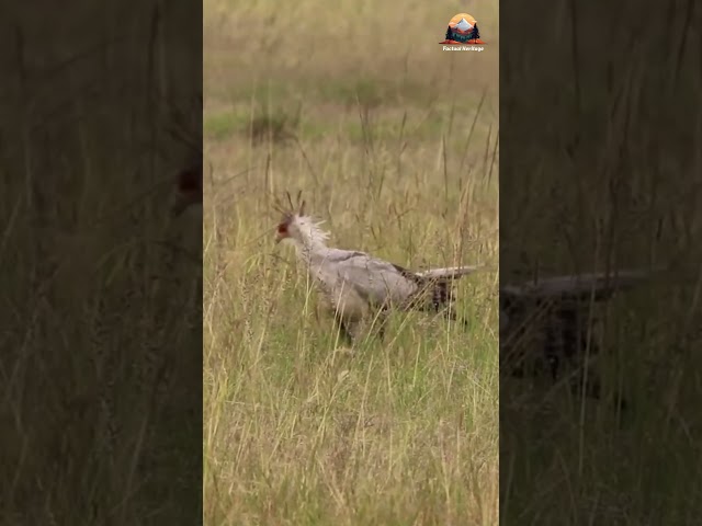 Meet Fierce and Elegant Secretary Bird #birds #wildlife #angrybirds #shorts #shortsviral #shortsfeed