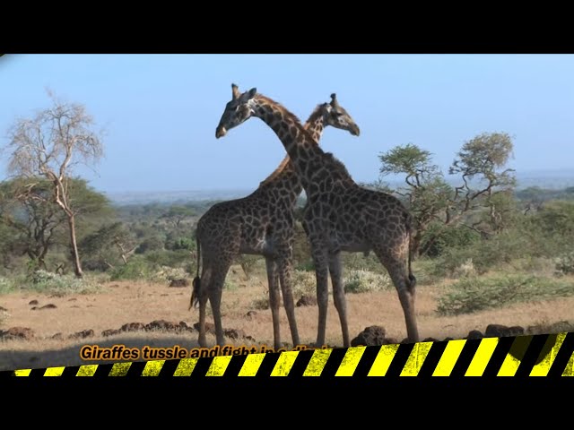 ▶kenya ​scenic Views With Natural Music Video 4k Video Ultra Hd Relaxing Music Top Video◀