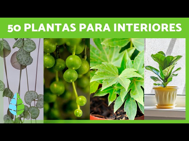 50 PLANTAS de INTERIOR Resistentes y Fáciles de Cuidar 🌵🌼  (Nombres y Cuidados)