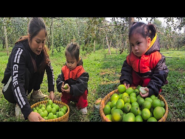 San San and Mom Picking Green Apples in the Garden: My Daughter is Growing Every Day