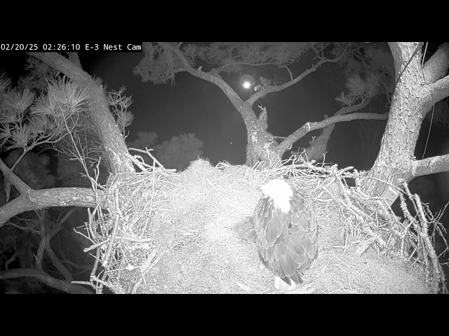 Kisatchie National Forest E-3 Nest Cam