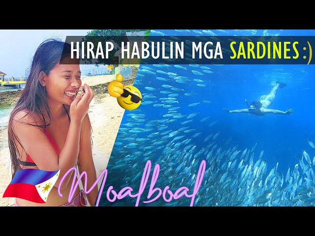 Philippines: CHASING MILLIONS of SARDINES🥰MOALBOAL Sardines Run Cebu City | AdventuReality Challenge