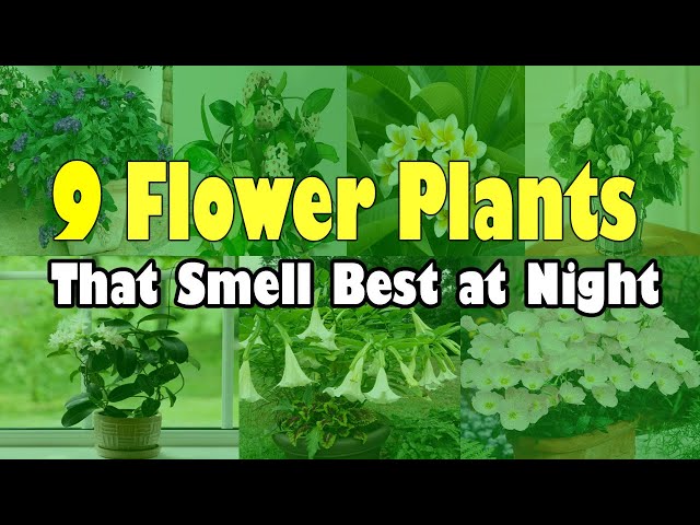 Plant These Flowers & Your House Will Always Smell Good | 9 Plants That Smell Best at Night