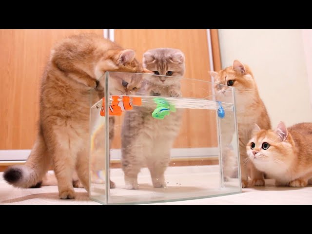 Kittens and Cats learn Сatches FISH. 🐟🐠 Too funny |Too cute